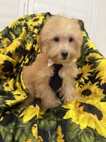 Jax , a male Yorkipoo for sale in Merritt Island, FL – 3 of 7
