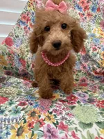 Madison , a female Poodle - Miniature  for sale in Merritt Island, FL – 4 of 7