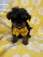 Zeus , a male Yorkipoo for sale in Merritt Island, FL – 4 of 8