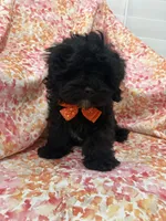 Twilight , a male Shihpoo for sale in Merritt Island, FL – Photo 3 of 9