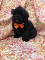 Twilight , a male Shihpoo for sale in Merritt Island, FL – Photo 7 of 9