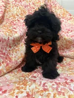 Twilight , a male Shihpoo for sale in Merritt Island, FL – Photo 4 of 9