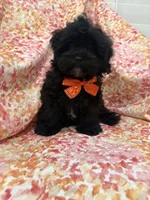 Twilight , a male Shihpoo for sale in Merritt Island, FL – Photo 5 of 9