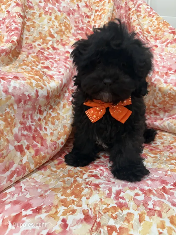 Twilight , a male Shihpoo for sale in Merritt Island, FL – Photo 1 of 9