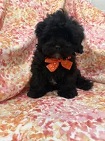 Twilight , a male Shihpoo for sale in Merritt Island, FL – Photo 8 of 9