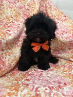 Twilight , a male Shihpoo for sale in Merritt Island, FL – Photo 6 of 9