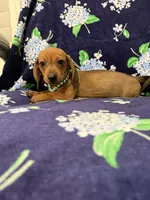 Izzy , a female Miniature Dachshund for sale in Merritt Island, FL – 7 of 9