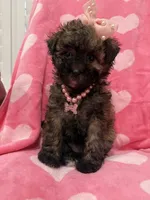 Bella , a female Shihpoo for sale in Merritt Island, FL – 6 of 8