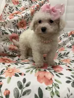 Lilly, a female Bichon Frise for sale in Merritt Island, FL – 3 of 9