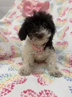 Bianca , a female Poodle - Toy  for sale in Merritt Island, FL – 2 of 10