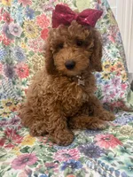 Ginger , a female Poodle - Miniature  for sale in Merritt Island, FL – Photo 3 of 9