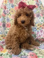 Ginger , a female Poodle - Miniature  for sale in Merritt Island, FL – Photo 2 of 9