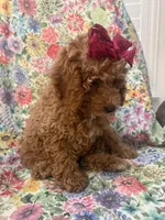 Ginger , a female Poodle - Miniature  for sale in Merritt Island, FL – Photo 7 of 9