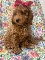 Ginger , a female Poodle - Miniature  for sale in Merritt Island, FL – Photo 1 of 9
