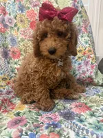 Ginger , a female Poodle - Miniature  for sale in Merritt Island, FL – Photo 4 of 9