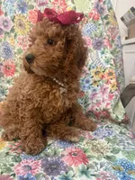 Ginger , a female Poodle - Miniature  for sale in Merritt Island, FL – Photo 5 of 9