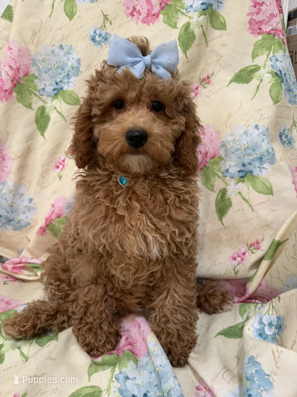 Ginger  – Poodle - Miniature  puppy for sale in Merritt Island, FL
