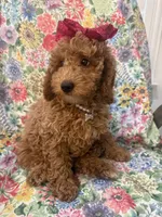 Ginger , a female Poodle - Miniature  for sale in Merritt Island, FL – Photo 8 of 9