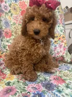 Ginger , a female Poodle - Miniature  for sale in Merritt Island, FL – Photo 6 of 9