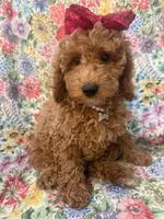 Ginger , a female Poodle - Miniature  for sale in Merritt Island, FL – Photo 9 of 9