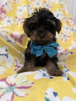 Zeus , a male Yorkipoo for sale in Merritt Island, FL – 6 of 8