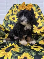Violet , a female Miniature Bernedoodle for sale in Merritt Island, FL – 7 of 8