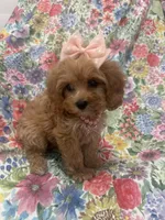 Scarlett, a female Poodle - Miniature  and Cavachon for sale in Merritt Island, FL – 2 of 10