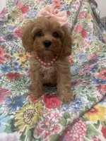 Scarlett, a female Poodle - Miniature  and Cavachon for sale in Merritt Island, FL – 4 of 10