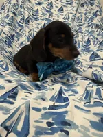 Frankie , a male Miniature Dachshund for sale in Merritt Island, FL – 9 of 9
