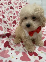 Peaches 🍑 , a male Maltipoo for sale in Merritt Island, FL – 3 of 9