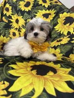 Maverick , a male Mal Shi for sale in Merritt Island, FL – 6 of 10