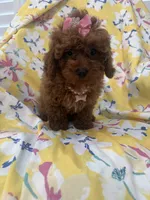 Paris , a female Poodle - Miniature  for sale in Merritt Island, FL – 8 of 10