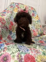 Zoey , a female Poodle - Toy  for sale in Merritt Island, FL – 2 of 10