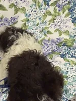 Mocha , a female Poodle - Toy  for sale in Merritt Island, FL – 3 of 6