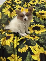 Paige , a female Pomeranian for sale in Merritt Island, FL – 2 of 10