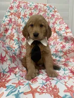 Hunter , a male Golden Retriever for sale in Merritt Island, FL – Photo 5 of 8