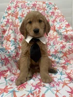 Hunter , a male Golden Retriever for sale in Merritt Island, FL – Photo 1 of 8