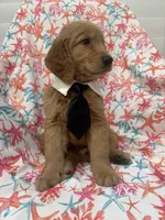 Hunter , a male Golden Retriever for sale in Merritt Island, FL – Photo 3 of 8