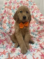 Hunter , a male Golden Retriever for sale in Merritt Island, FL – Photo 4 of 8