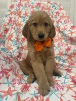 Hunter , a male Golden Retriever for sale in Merritt Island, FL – Photo 2 of 8