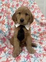 Hunter , a male Golden Retriever for sale in Merritt Island, FL – Photo 8 of 8