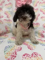 Bianca , a female Poodle - Toy  for sale in Merritt Island, FL – 1 of 10