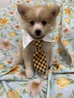 Mr. Fox, a male Pomeranian for sale in Merritt Island, FL – 8 of 10