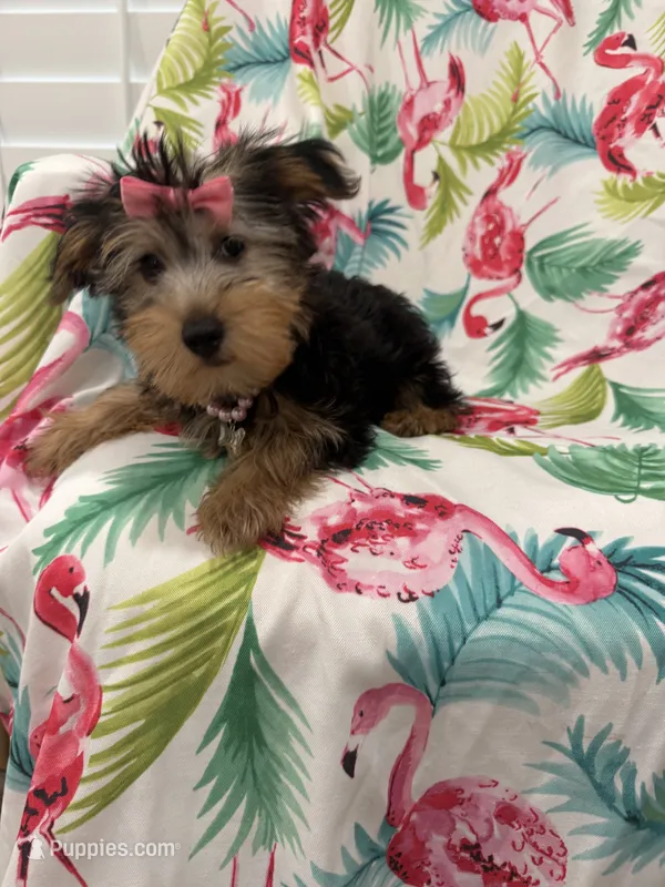 Ashley  – Yorkshire Terrier puppy for sale in Merritt Island, FL