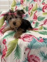 Ashley , a female Yorkshire Terrier for sale in Merritt Island, FL – 2 of 10