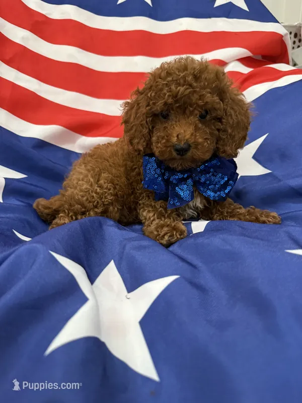 Alex  – Poodle - Miniature  puppy for sale in Merritt Island, FL