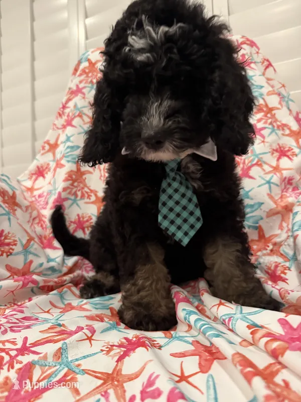 Pepper  – Miniature Bernedoodle puppy for sale in Merritt Island, FL