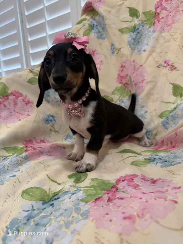 Lilly – Miniature Dachshund puppy for sale in Merritt Island, FL