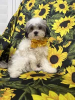 Maverick , a male Mal Shi for sale in Merritt Island, FL – 10 of 10