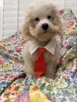 Remi , a male Maltipoo for sale in Merritt Island, FL – 6 of 7